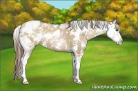 Horse Color:Grullo Pearl Sabino