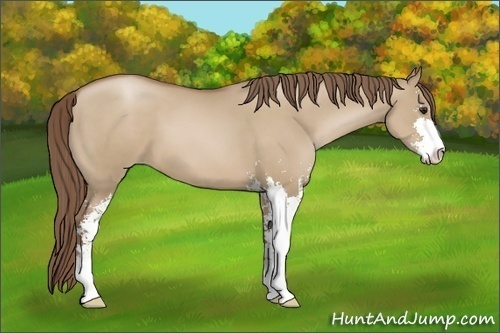 Horse Color:Grullo Pearl Sabino 