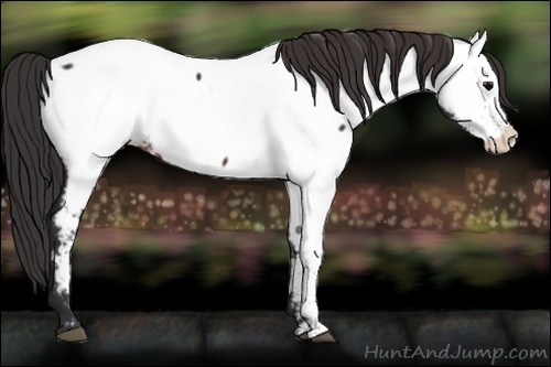 Horse Color:Brown Fewspot 