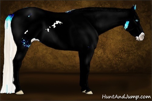 Horse Color:Perlino Dun Splash Appaloosa 