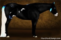 Horse Color:Perlino Dun Splash Appaloosa 