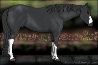Horse Color:Black 