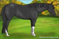 Horse Color:Black 