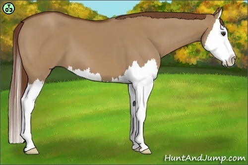 Horse Color:Red Dun Splash 