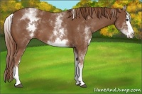 Horse Color:White Spotted Chestnut Splash