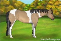 Horse Color:Buckskin Dun Tobiano