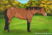 Horse Color:Bay Splash Frame Brindle
