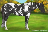 Horse Color:White Spotted Liver Chestnut Frame