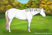 Horse Color:Bay Pearl Appaloosa Rabicano