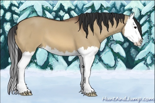 Horse Color:Bay Dun Splash 