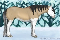 Horse Color:Bay Dun Splash 