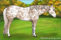 Horse Color:White Spotted Palomino Ice 