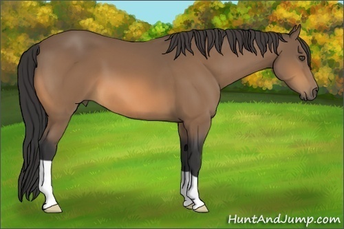 Horse Color:Buckskin