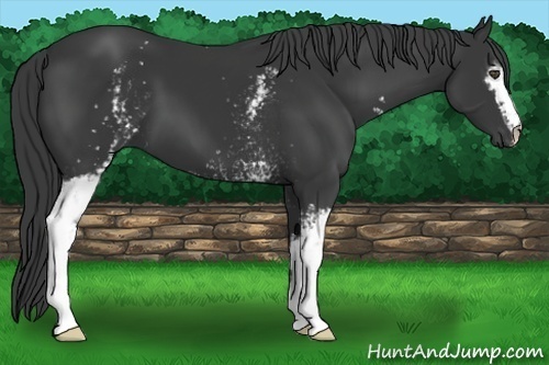 Horse Color:White Spotted Black 