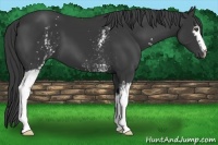 Horse Color:White Spotted Black 