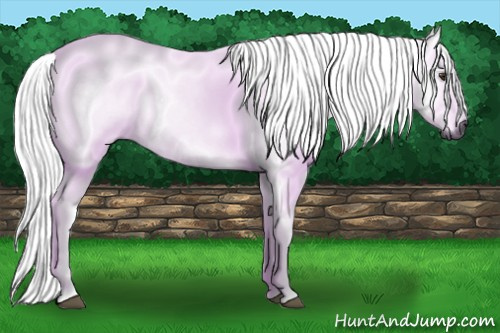 Horse Color:Gray Chestnut 