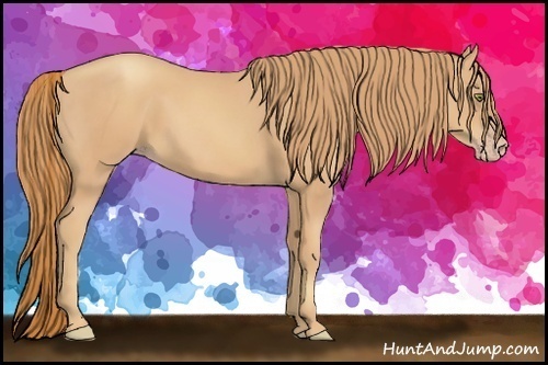 Horse Color:Gold Champagne 