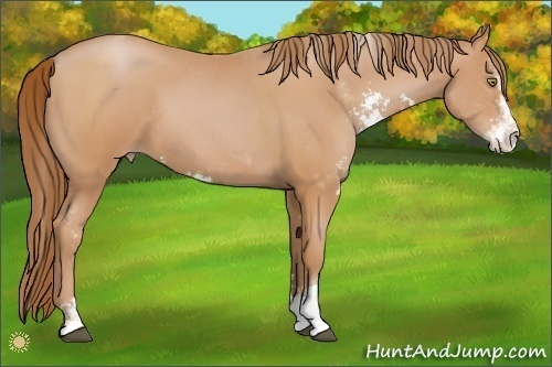 Horse Color:Bay Pearl Sabino 