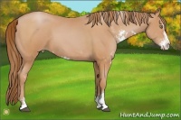 Horse Color:Bay Pearl Sabino 