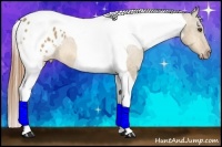 Horse Color:Buckskin Dun Tobiano Appaloosa