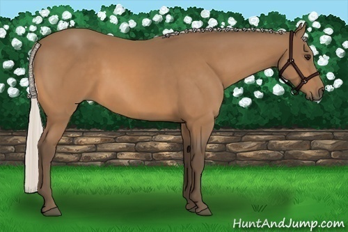 Horse Color:Unknown 