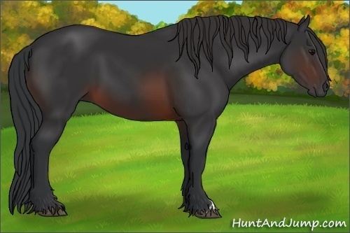 Horse Color:Brown 