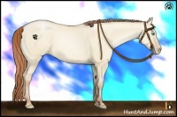 Horse Color:Buckskin Pearl Dun Sabino 
