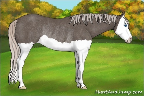 Horse Color:Silver Black Splash Rabicano