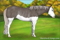 Horse Color:Silver Black Splash Rabicano 