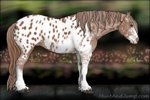 Horse Color:Chestnut Sabino Near Leopard 