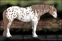 Horse Color:Chestnut Sabino Near Leopard