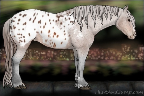 Horse Color:Bay Sabino Appaloosa Rabicano 