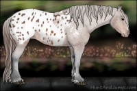 Horse Color:Bay Sabino Blanket Rabicano 