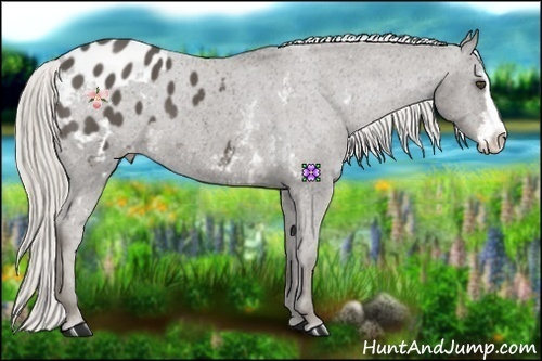 Horse Color:White Spotted Silver Smoky Black Sabino Frame Appaloosa 
