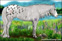 Horse Color:White Spotted Silver Smoky Black Sabino Frame Appaloosa 