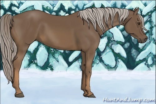 Horse Color:Chocolate Palomino 