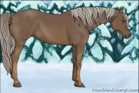 Horse Color:Chocolate Palomino 