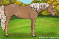 Horse Color:Palomino