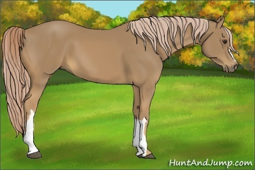 Horse Color:Palomino