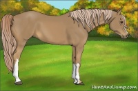 Horse Color:Palomino 