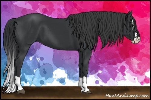 Horse Color:Black Splash 