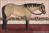 Horse Color:Buckskin Dun 