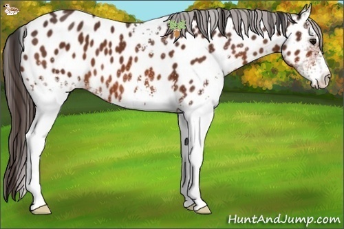 Horse Color:White Spotted Bay Near Leopard 