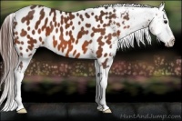 Horse Color:Bay Appaloosa