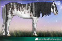 Horse Color:White Spotted Brown Splash 
