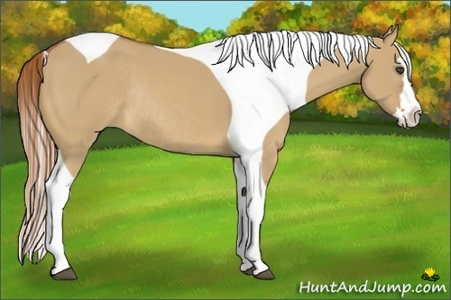 Horse Color:Red Dun Splash Tobiano Frame Rabicano 