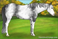 Horse Color:White Spotted Black Splash 
