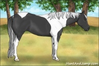 Horse Color:Smoky Black Tobiano 