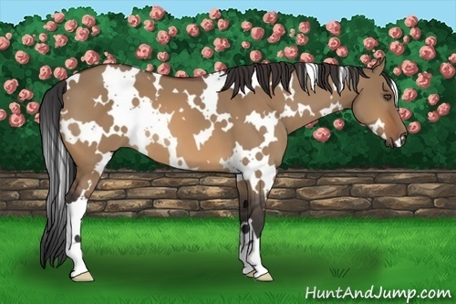 Horse Color:White Spotted Bay Dun