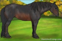 Horse Color:Brown Rabicano  Brindle